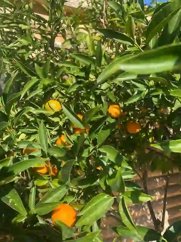 Nouvelle récolte au jardin de la Pilot’s House ! 🍊